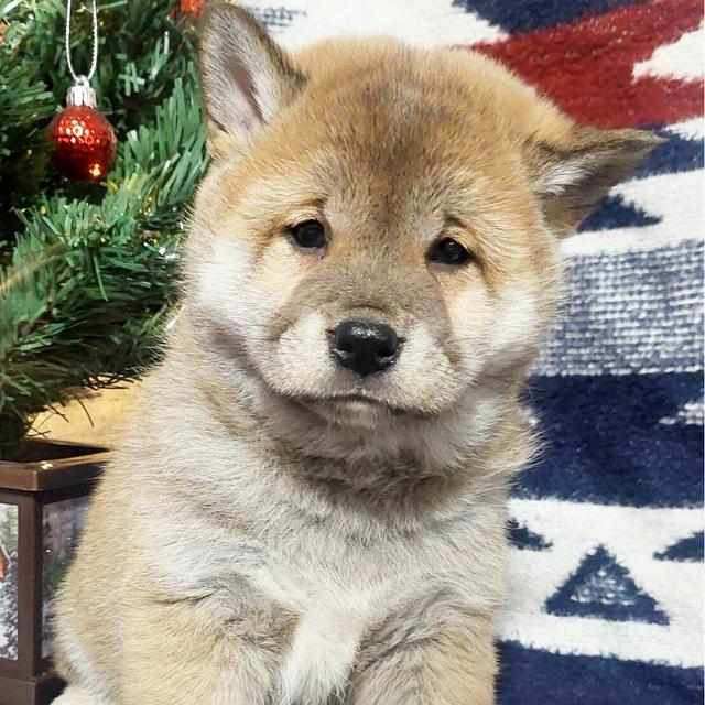 Tucker - Shiba Inu