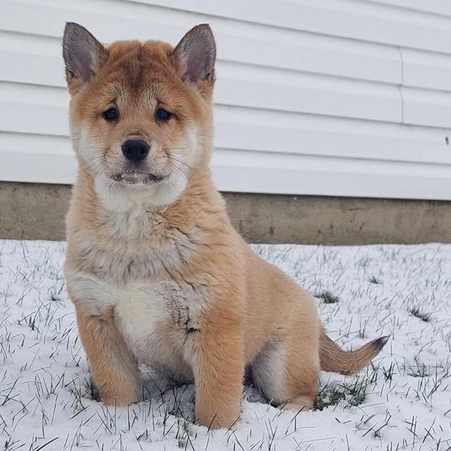 Tucker - Shiba Inu