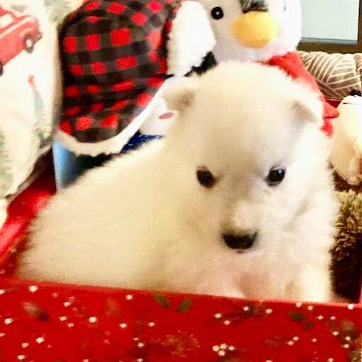 Bentley - American Eskimo Dog