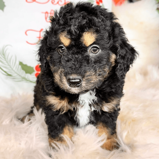 Toffee - Bernedoodle