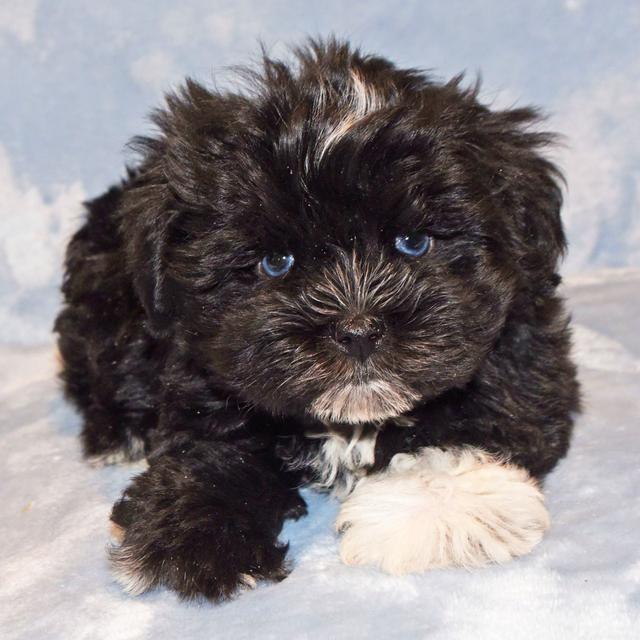 Marc - Miniature Schnauzer