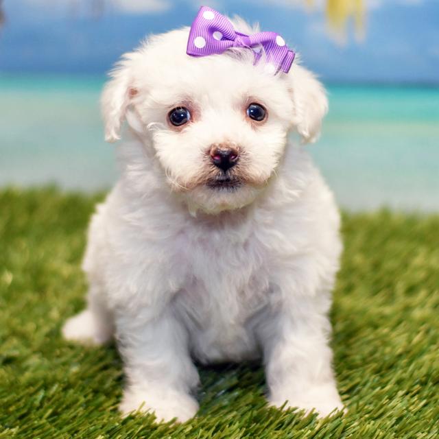 Xiamara - Bichon Frise