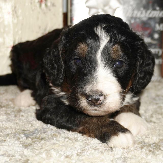 Sadie - Bernedoodle