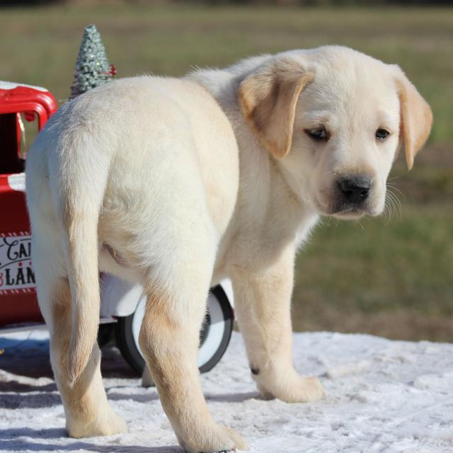 Sailor - Labrador Retriever