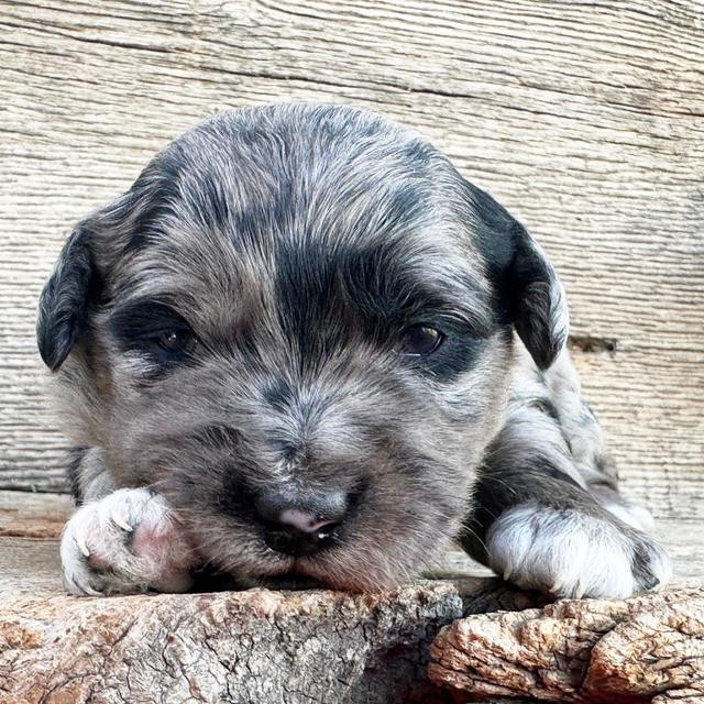 Magnificant - Labradoodle