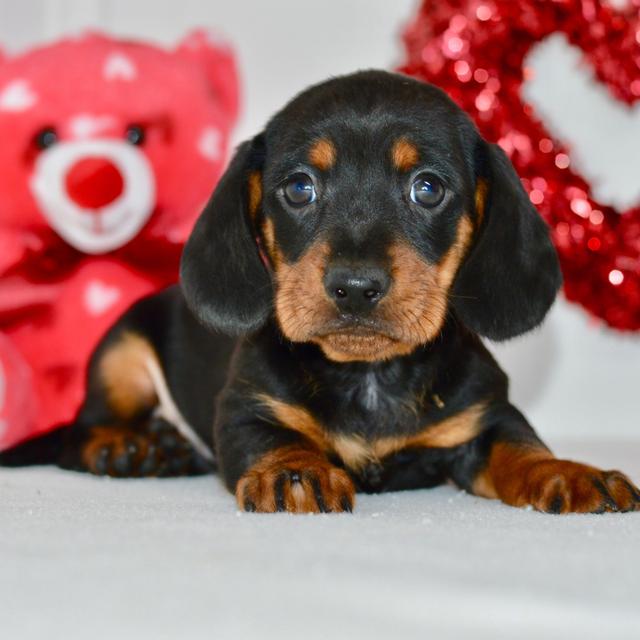 Brady - Dachshund