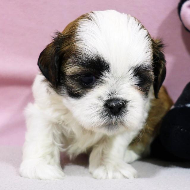 Aurelia - Shih Tzu