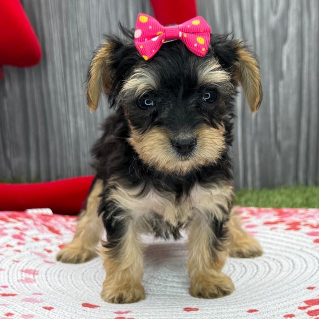 Amanda - Yorkiepoo