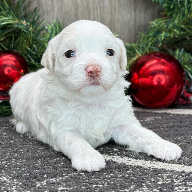 Nolan - Havanese