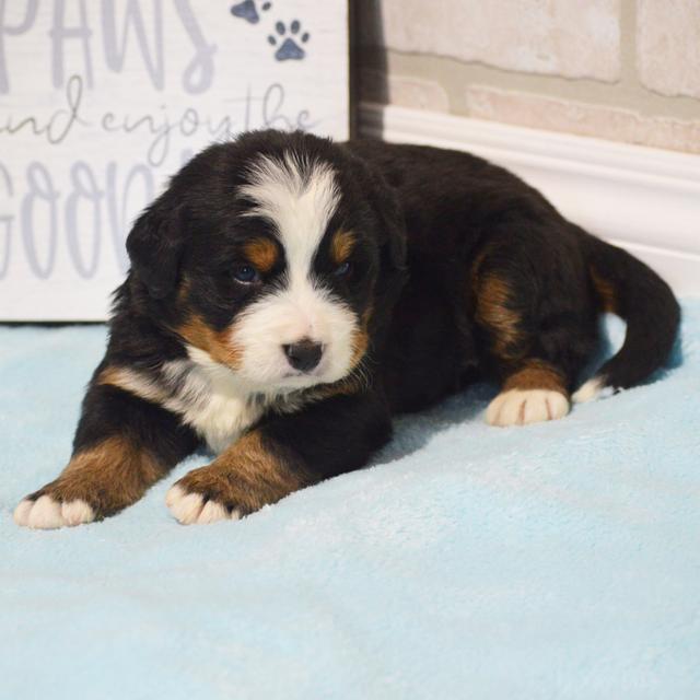 Lawson - Bernese Mountain Dog