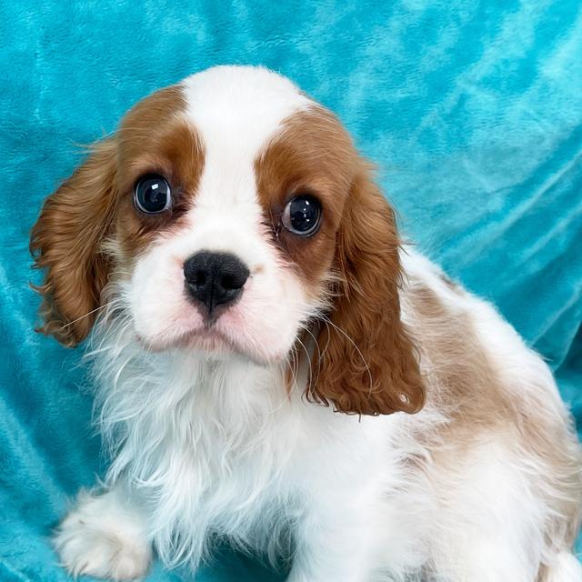 Otis - Cavalier King Charles Spaniel