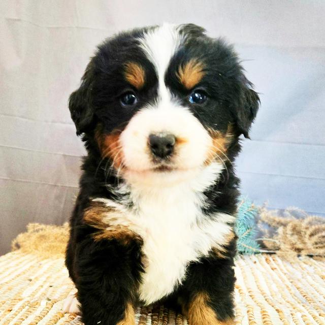 Jolie - Bernese Mountain Dog