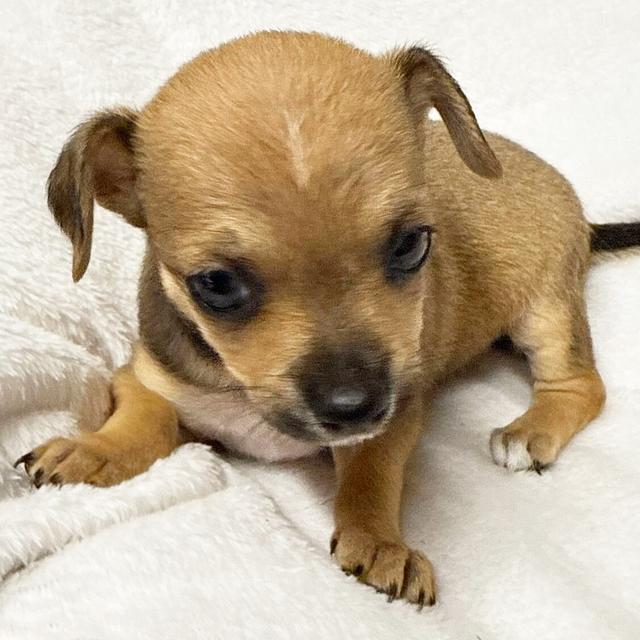 Honey - Chihuahua