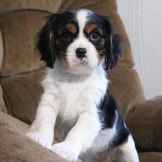 Frances - Cavalier King Charles Spaniel