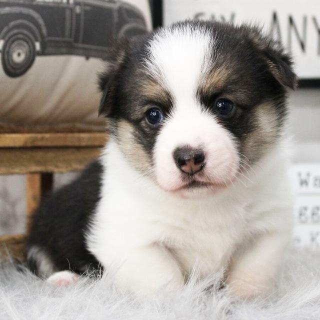 Tyson - Pembroke Welsh Corgi