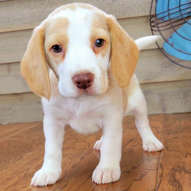 June - Beagle