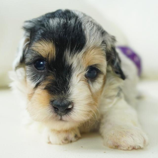 Rooster - Aussiedoodle