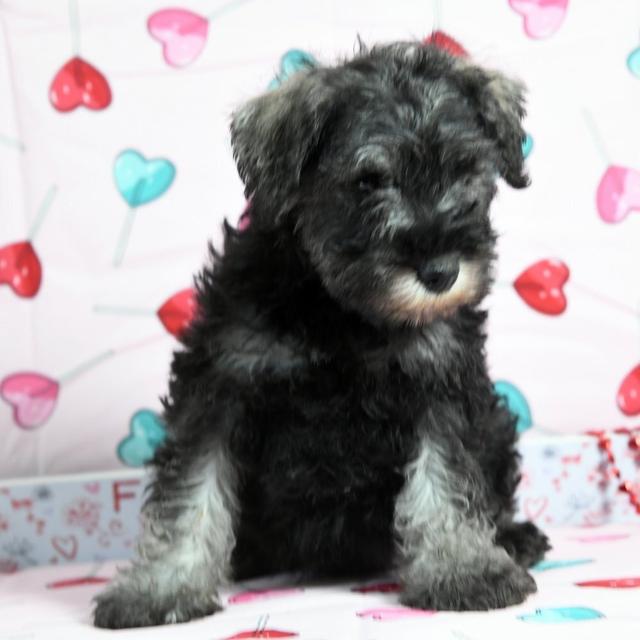 Feather - Miniature Schnauzer