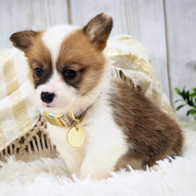 Cherry - Pembroke Welsh Corgi