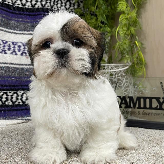 Tucker - Shih Tzu