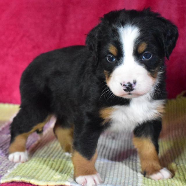 Ella - Bernese Mountain Dog