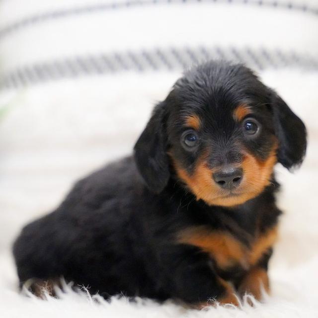 Hayley - Dachshund