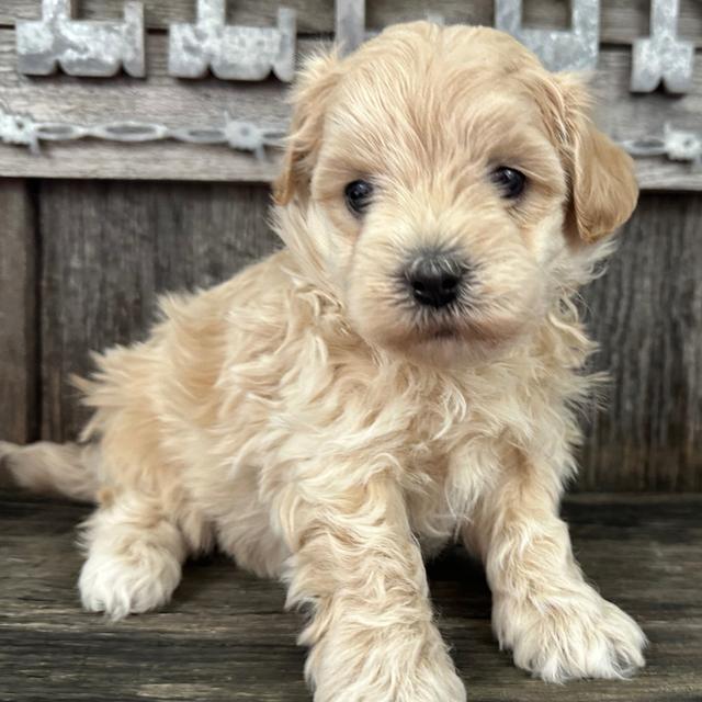 Mario - Maltipoo