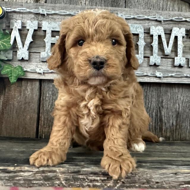 Princess - Goldendoodle