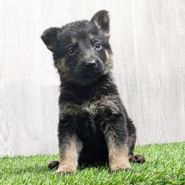 Dukey - German Shepherd Dog