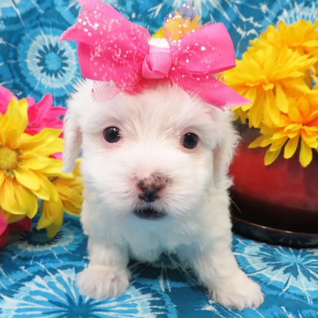 Emily - Coton de Tulear