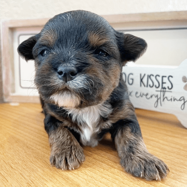 Lacey - Yorkiepoo