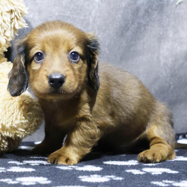 Fredrick - Dachshund