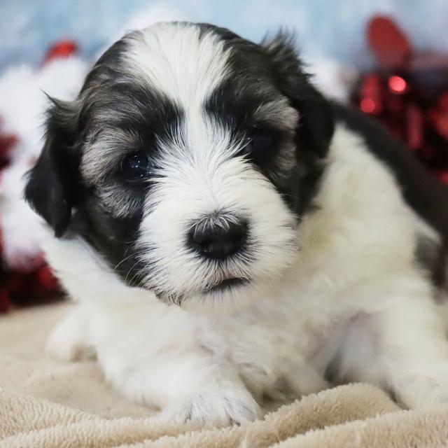 Susie - Coton de Tulear