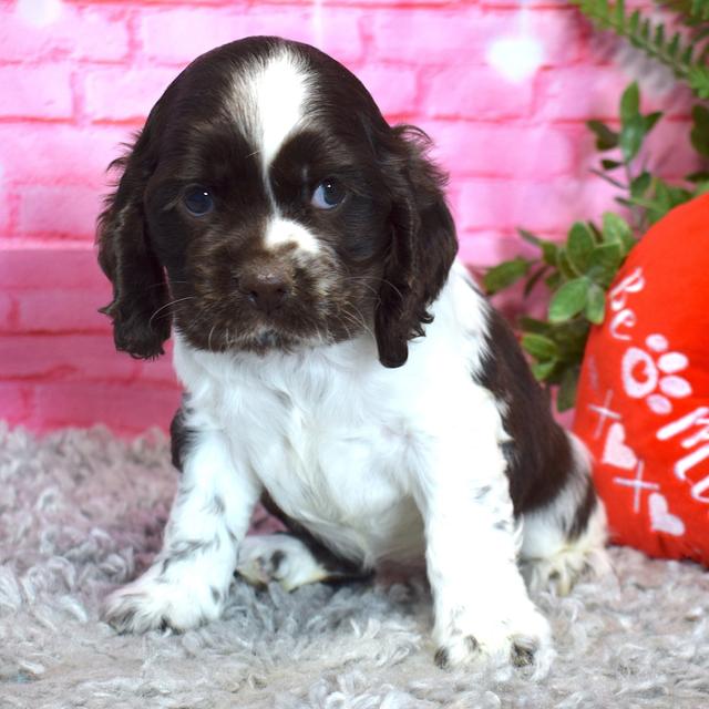 Julio - Cocker Spaniel