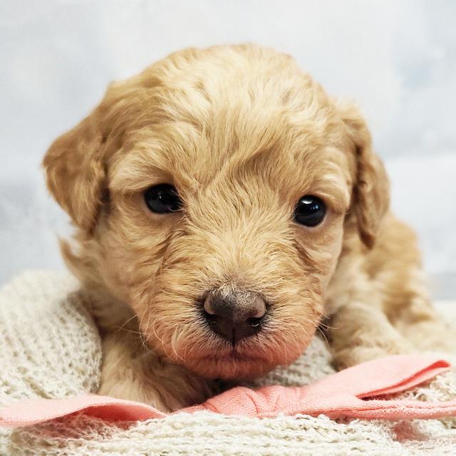 Wren - Goldendoodle