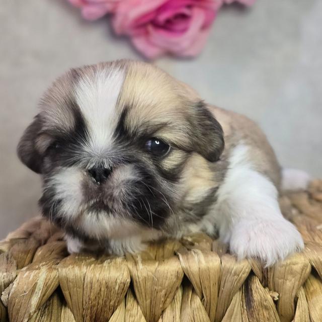 Cora - Pekingese