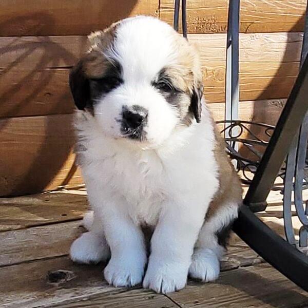 Kenobi - Saint Bernard