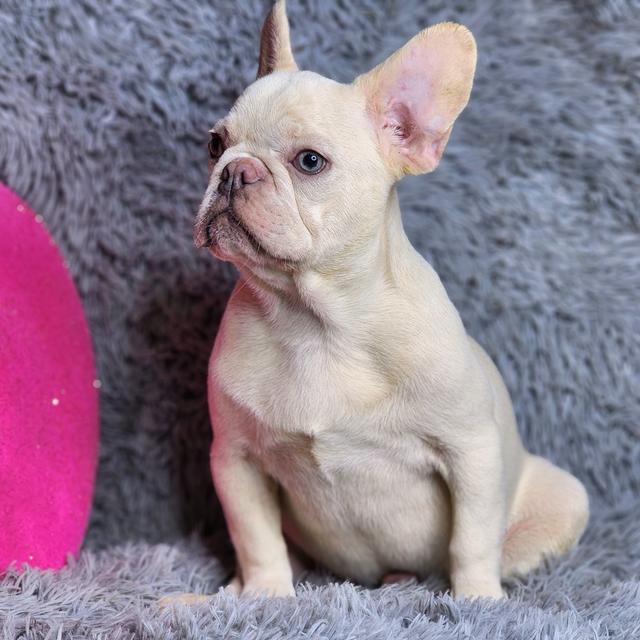 French Bulldog Breed Facts, Information, and Characteristics | PuppySpot