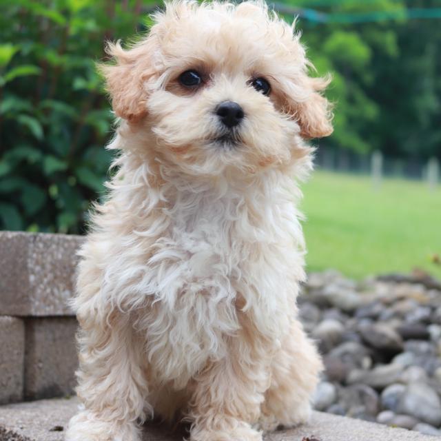 Maltipoo Breed Facts, Information, and Characteristics | PuppySpot