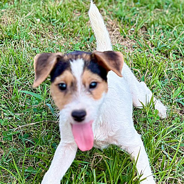 Oreo - Jack Russell Terrier