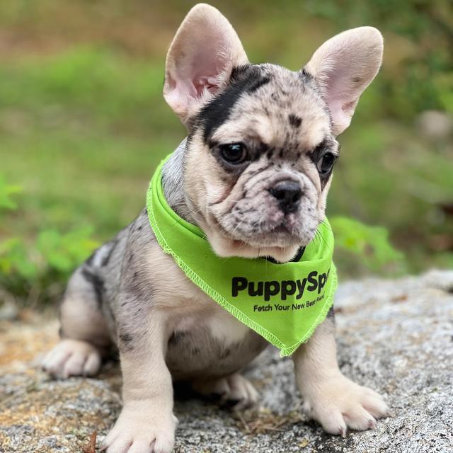 Skippy - French Bulldog