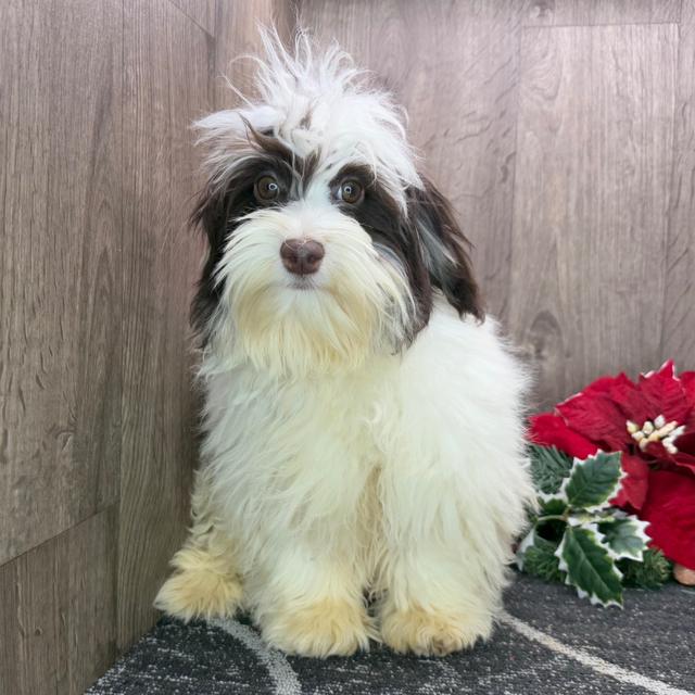 Hudson - Havanese