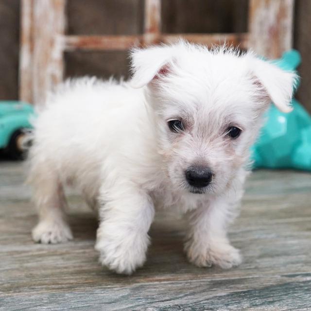 Harold - West Highland White Terrier