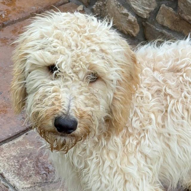 Chic - Labradoodle