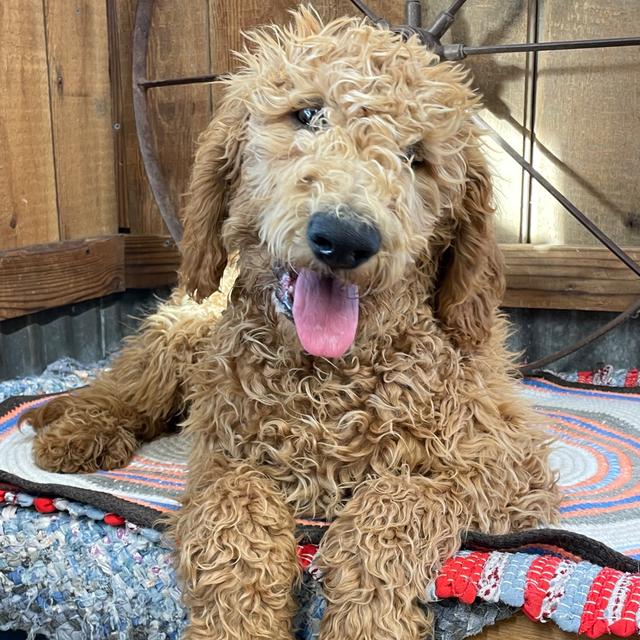 Kiazer - Goldendoodle