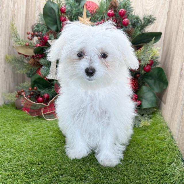 Jersey - Maltese