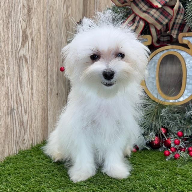 Jersey - Maltese