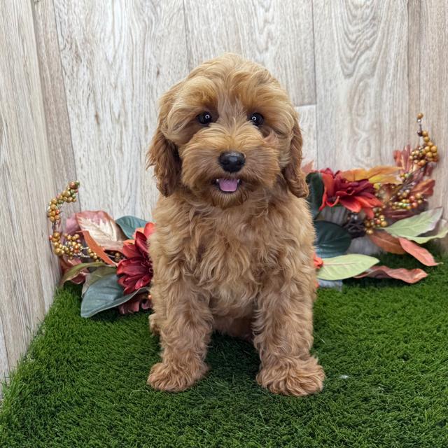 Amanda - Cavapoo