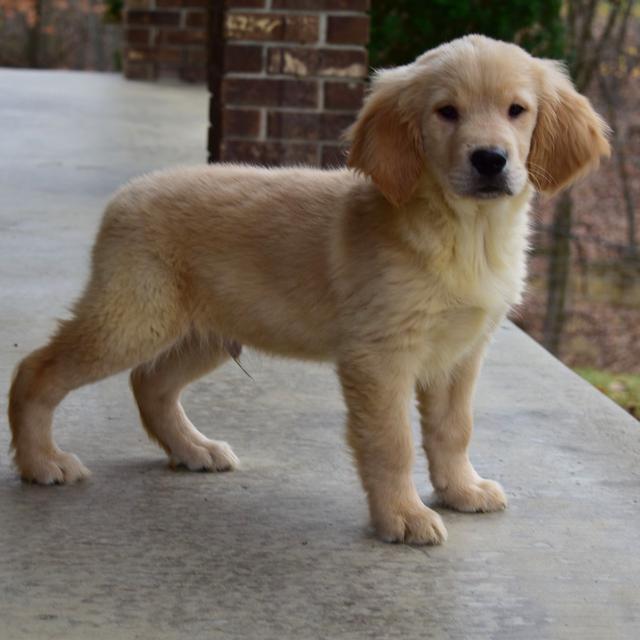 Ranger - Golden Retriever