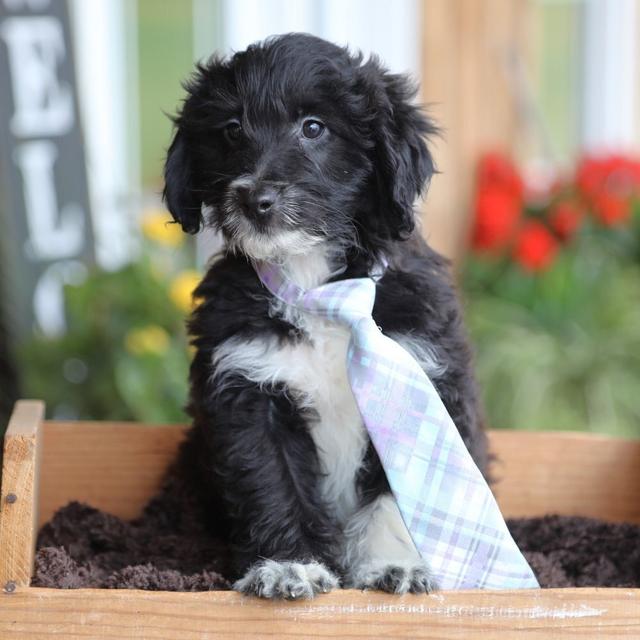 Java - Aussiedoodle